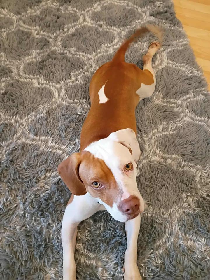 Mitch, a Adoptable mixed breed in Baltimore, MD image 5/6