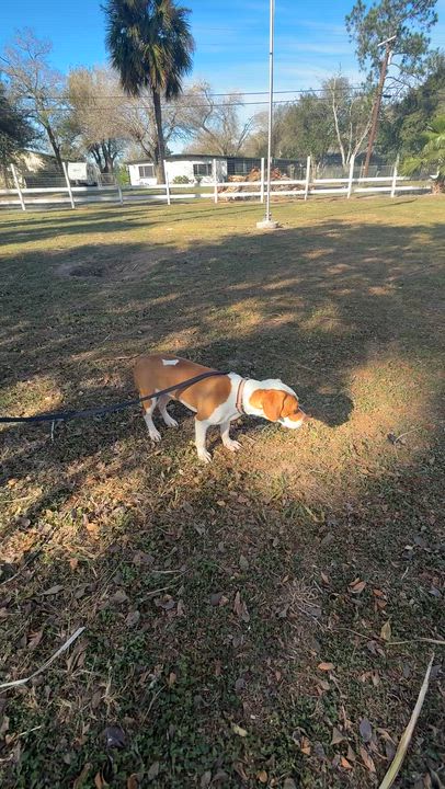 Enlarge Mitch, a Adoptable mixed breed in Baltimore, MD video 6/6