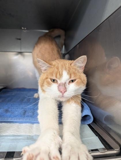 Enlarge Myles, a Adoptable mixed breed in Simcoe, ON image 1/2