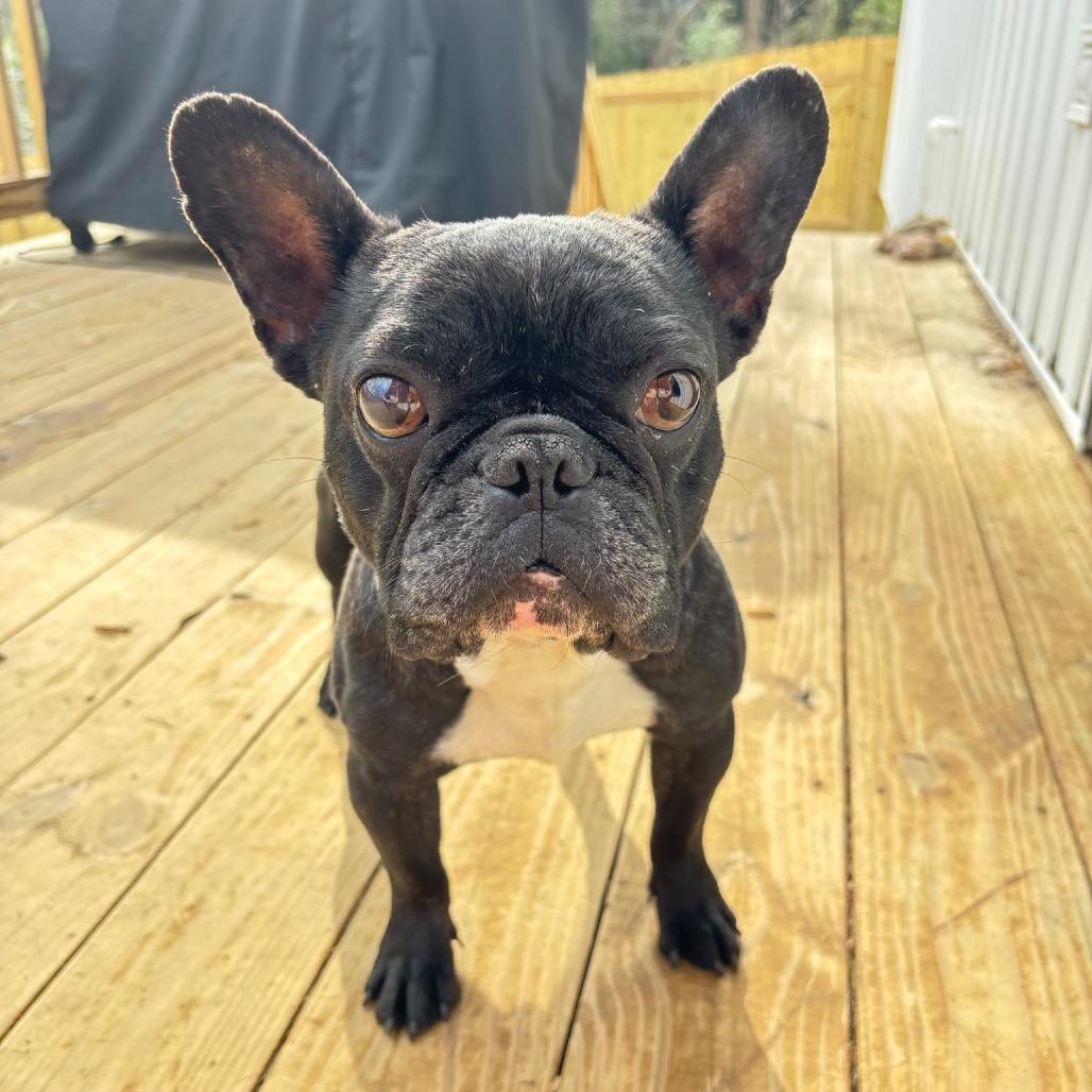 Napoleon, Adoptable, Adult Male French Bulldog.