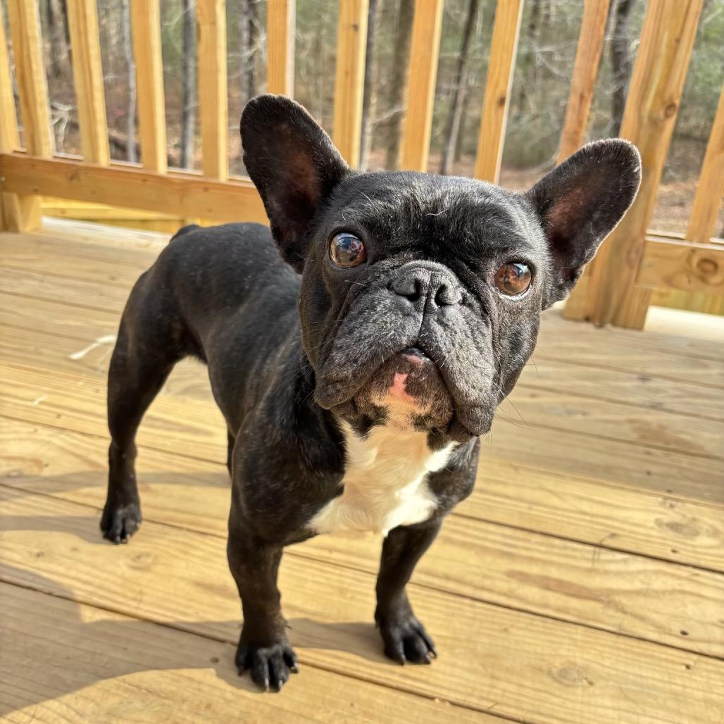 Enlarge Napoleon, a Adoptable French Bulldog in Huntsville, AL image 2/2