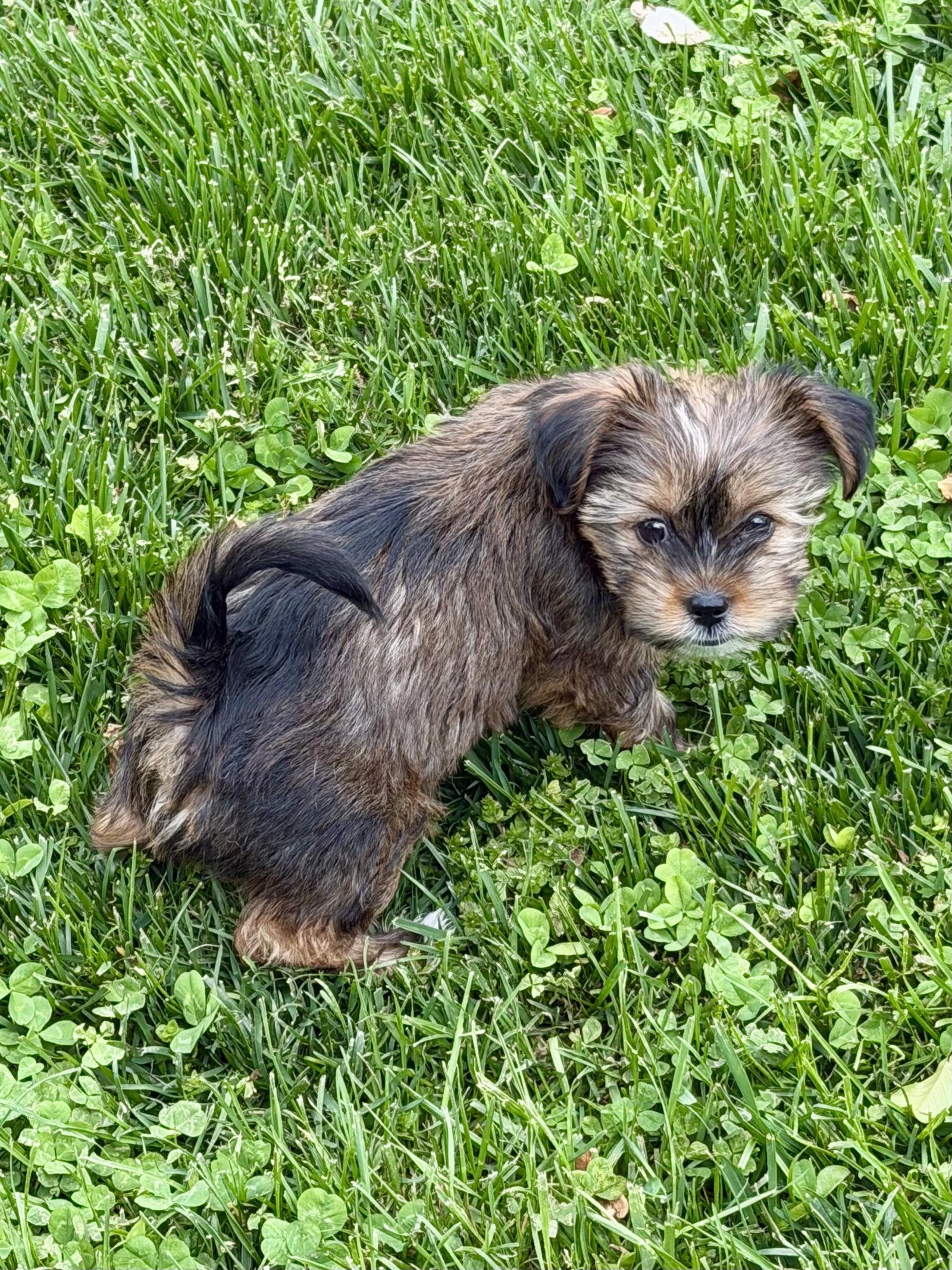Enlarge Barley, a Adopted mixed breed in Alexandria, KY image 3/3
