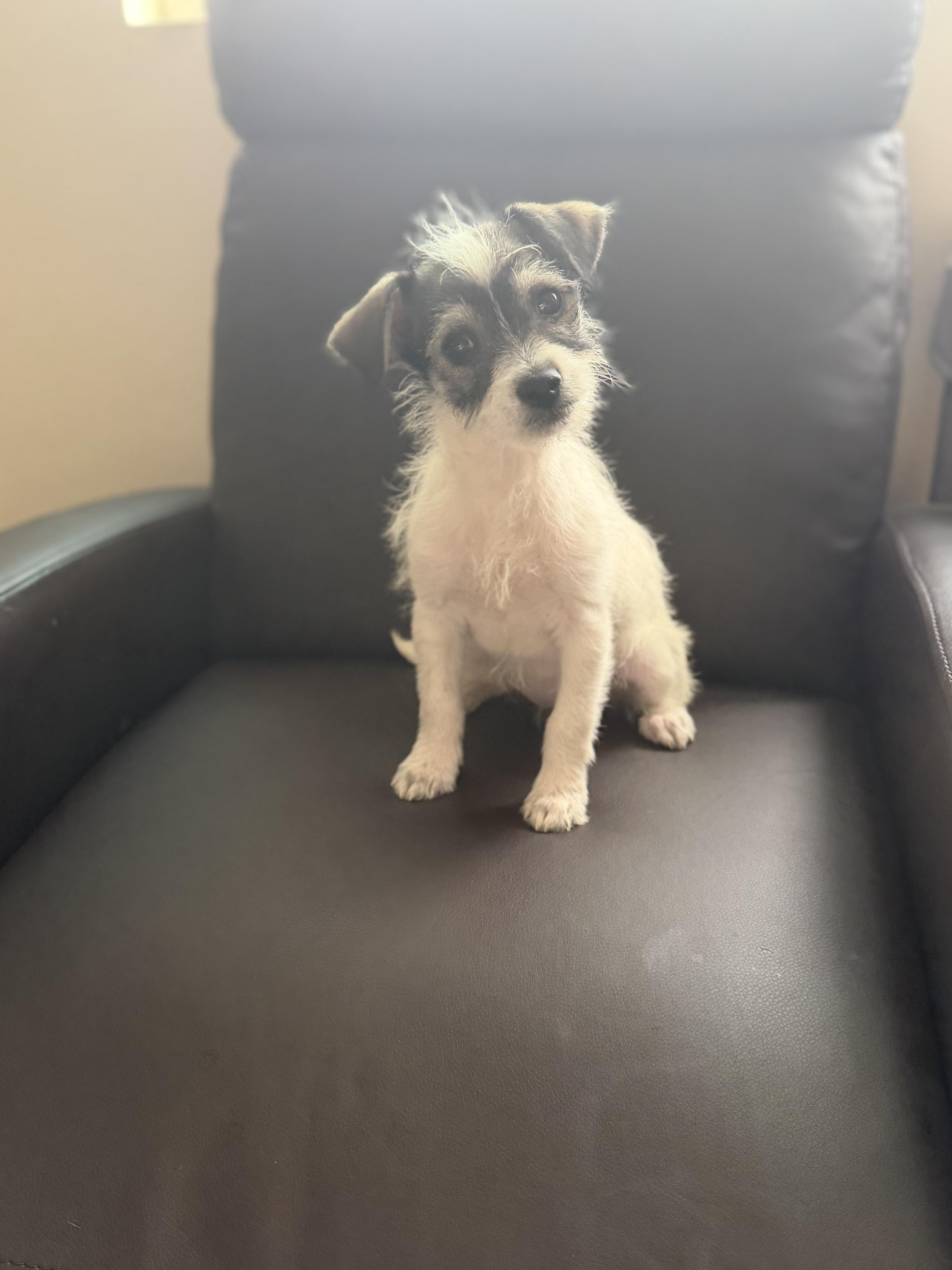 Karen, an adopted mixed breed in Los Angeles, CA image 5/5