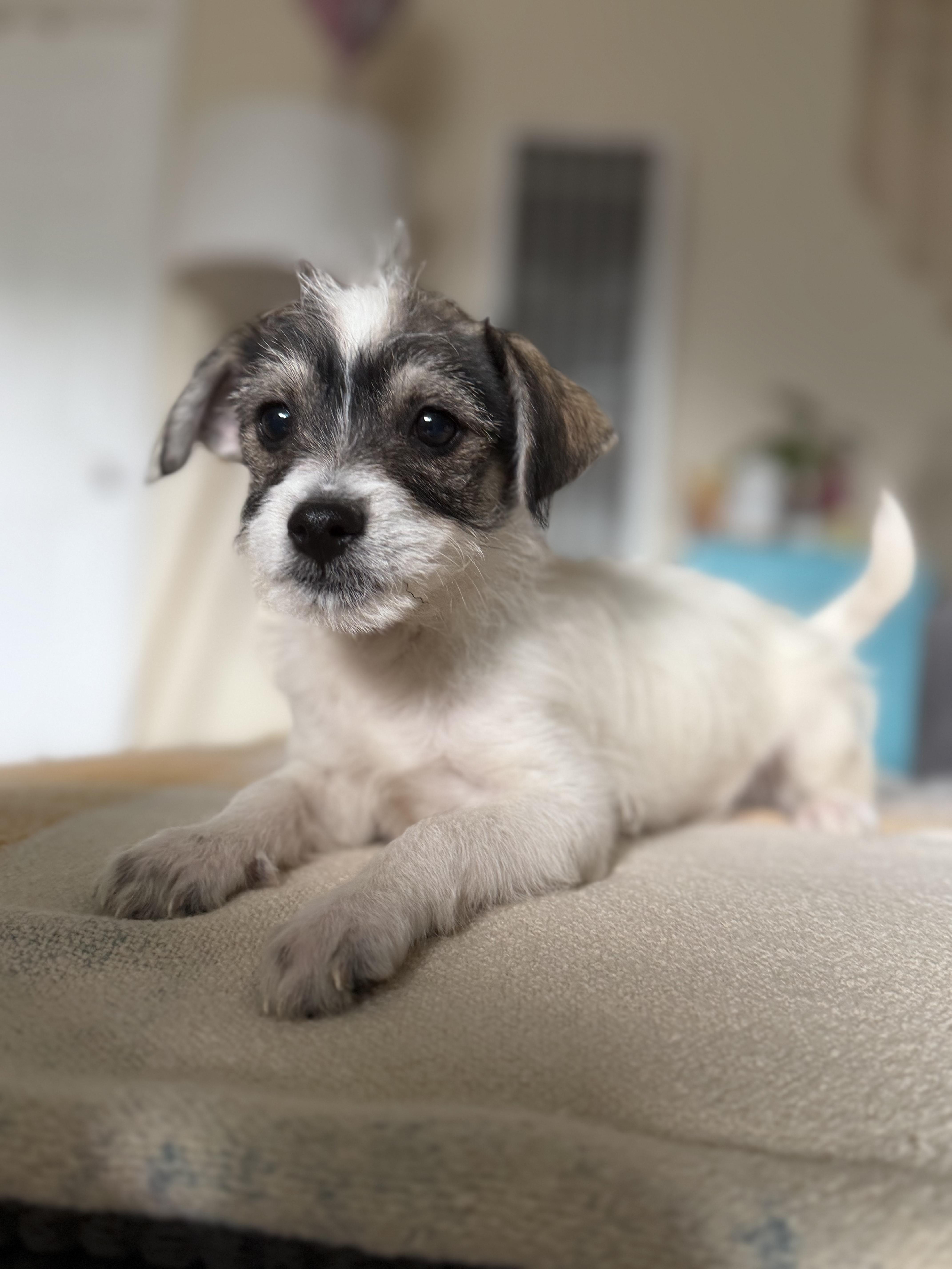 Karen, an adopted mixed breed in Los Angeles, CA image 4/5