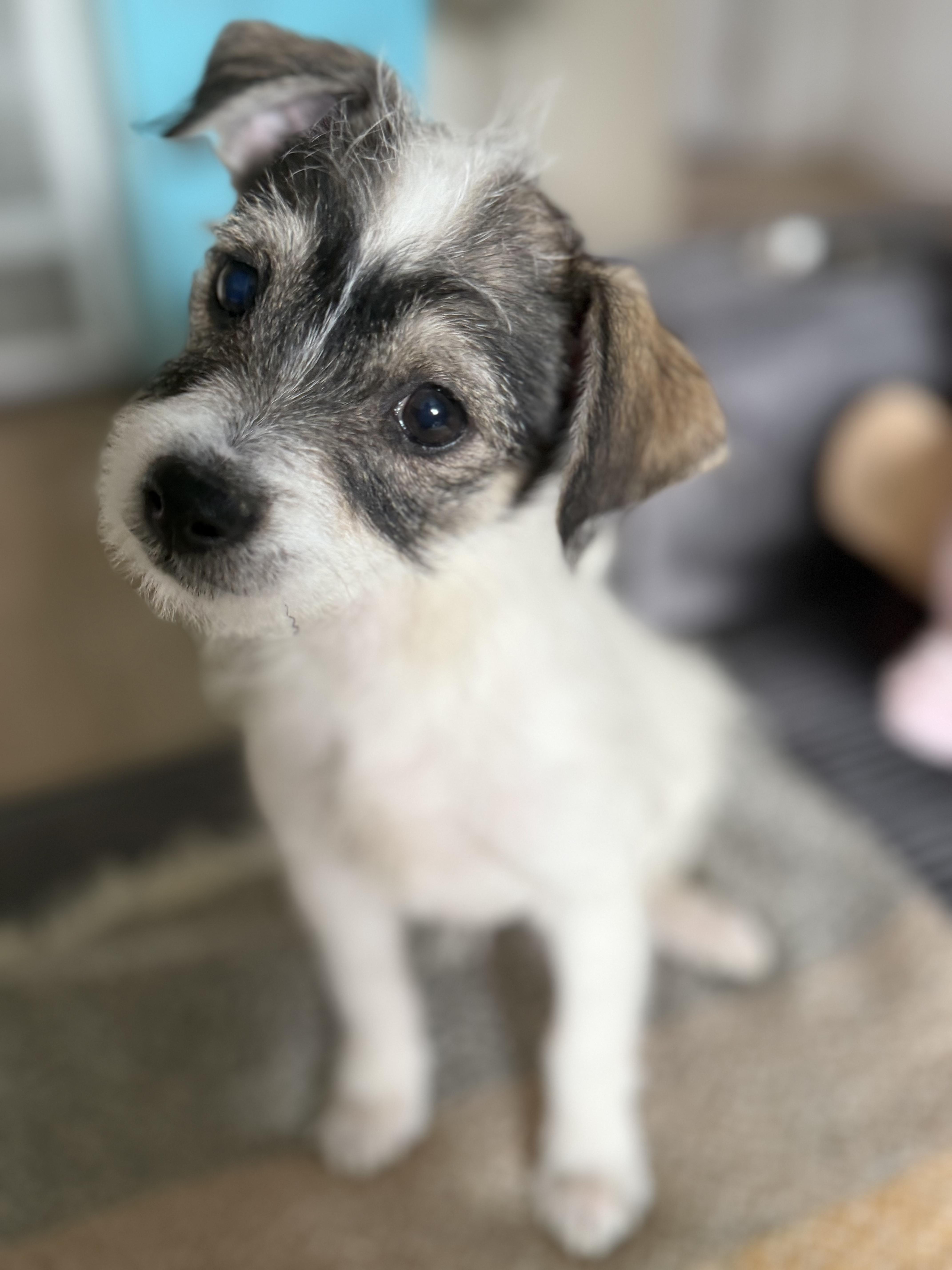 Karen, an adopted mixed breed in Los Angeles, CA image 3/5