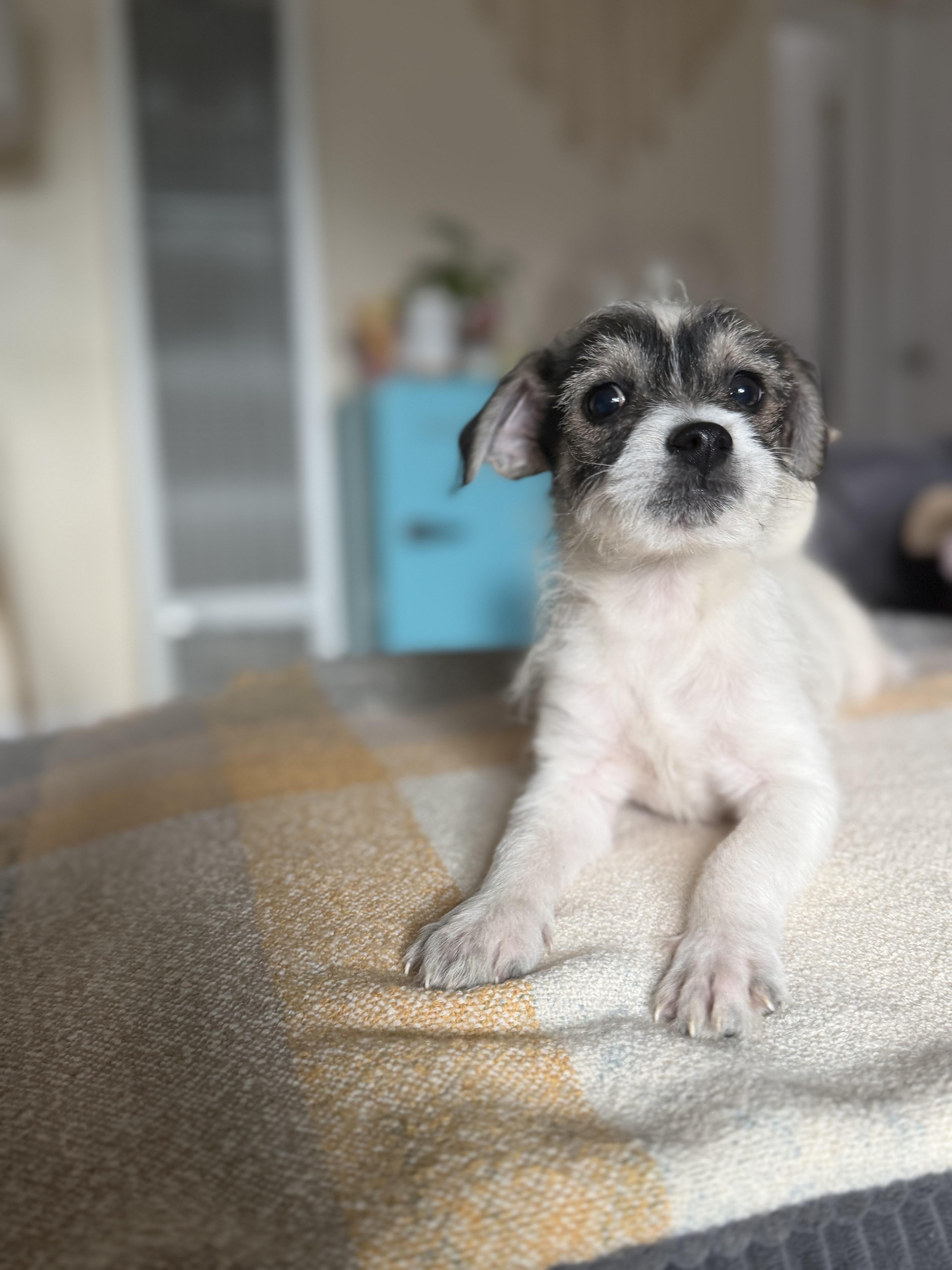 Karen, adopted, Puppy Female Terrier.