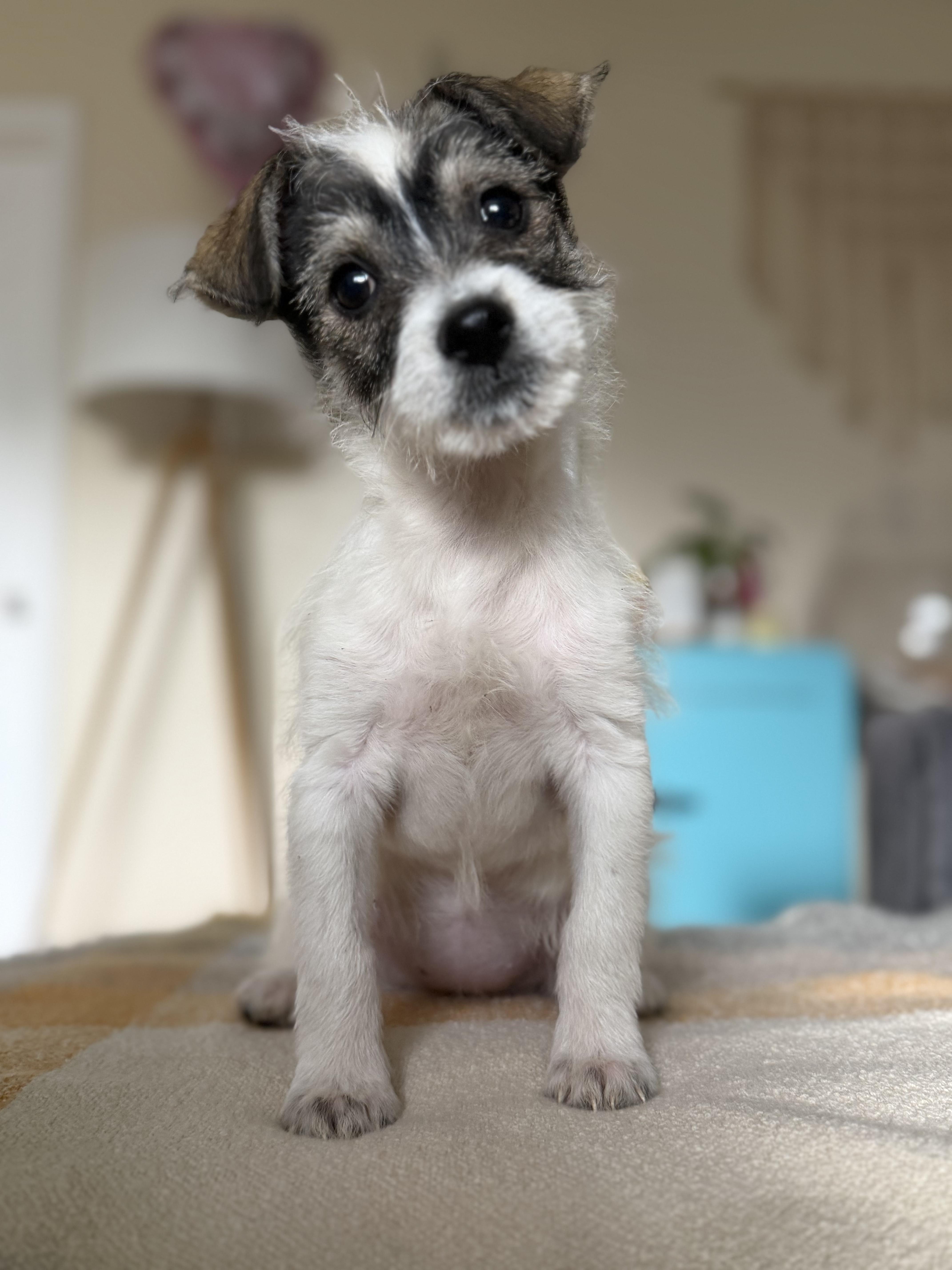 Karen, an adopted mixed breed in Los Angeles, CA image 2/5