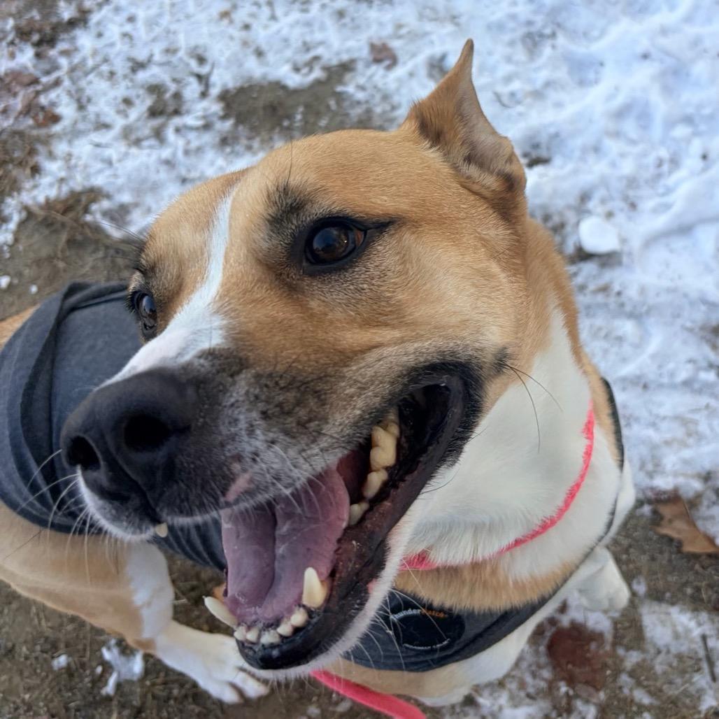 Hanky Spanky, a Adoptable mixed breed in Conway, NH image 1/5