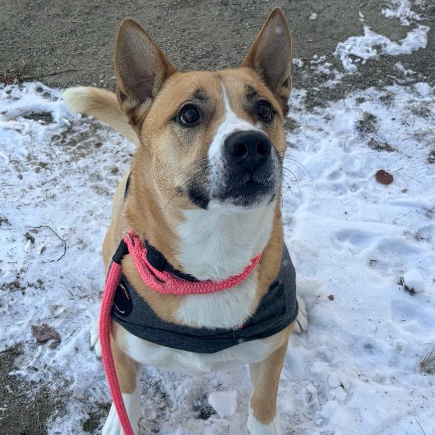 Hanky Spanky, a Adoptable mixed breed in Conway, NH image 2/5