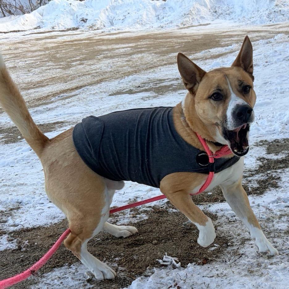 Hanky Spanky, a Adoptable mixed breed in Conway, NH image 3/5