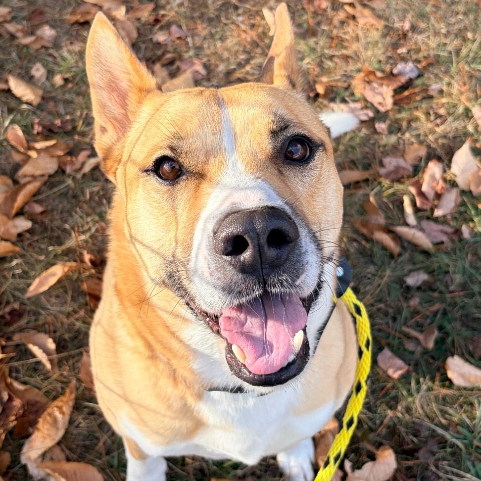 Hanky Spanky, a Adoptable mixed breed in Conway, NH image 4/5