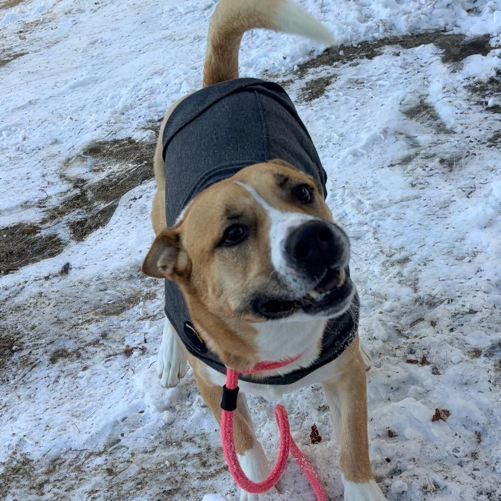 Hanky Spanky, a Adoptable mixed breed in Conway, NH image 5/5