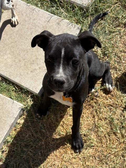 ZOE, a Adoptable mixed breed in fort worth, TX image 1/6