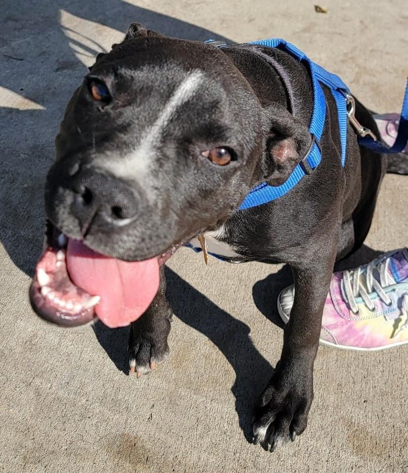 ZOE, a Adoptable mixed breed in fort worth, TX image 2/6