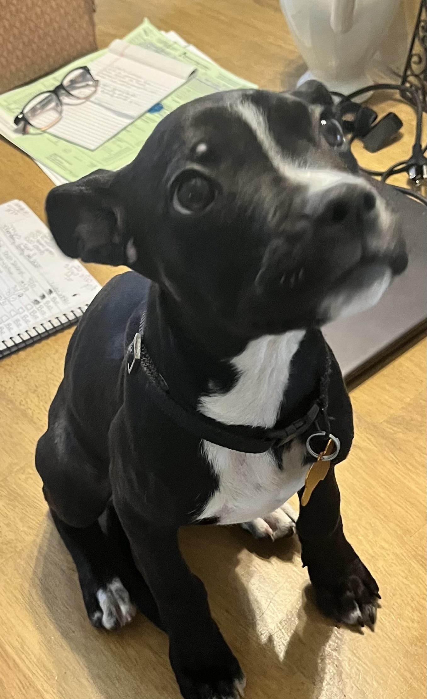 ZOE, a Adoptable mixed breed in fort worth, TX image 3/6