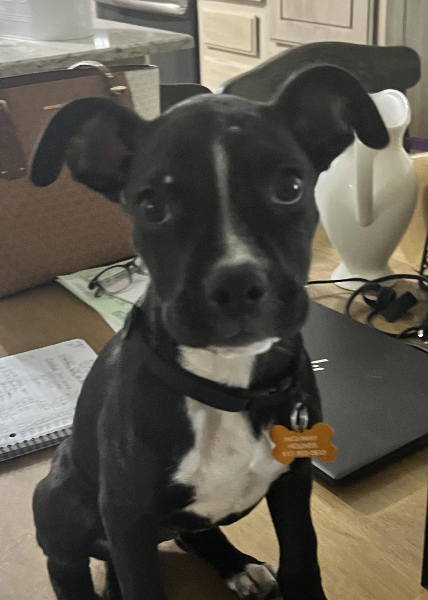 ZOE, a Adoptable mixed breed in fort worth, TX image 4/6