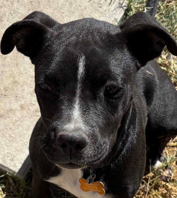 ZOE, a Adoptable mixed breed in fort worth, TX image 5/6