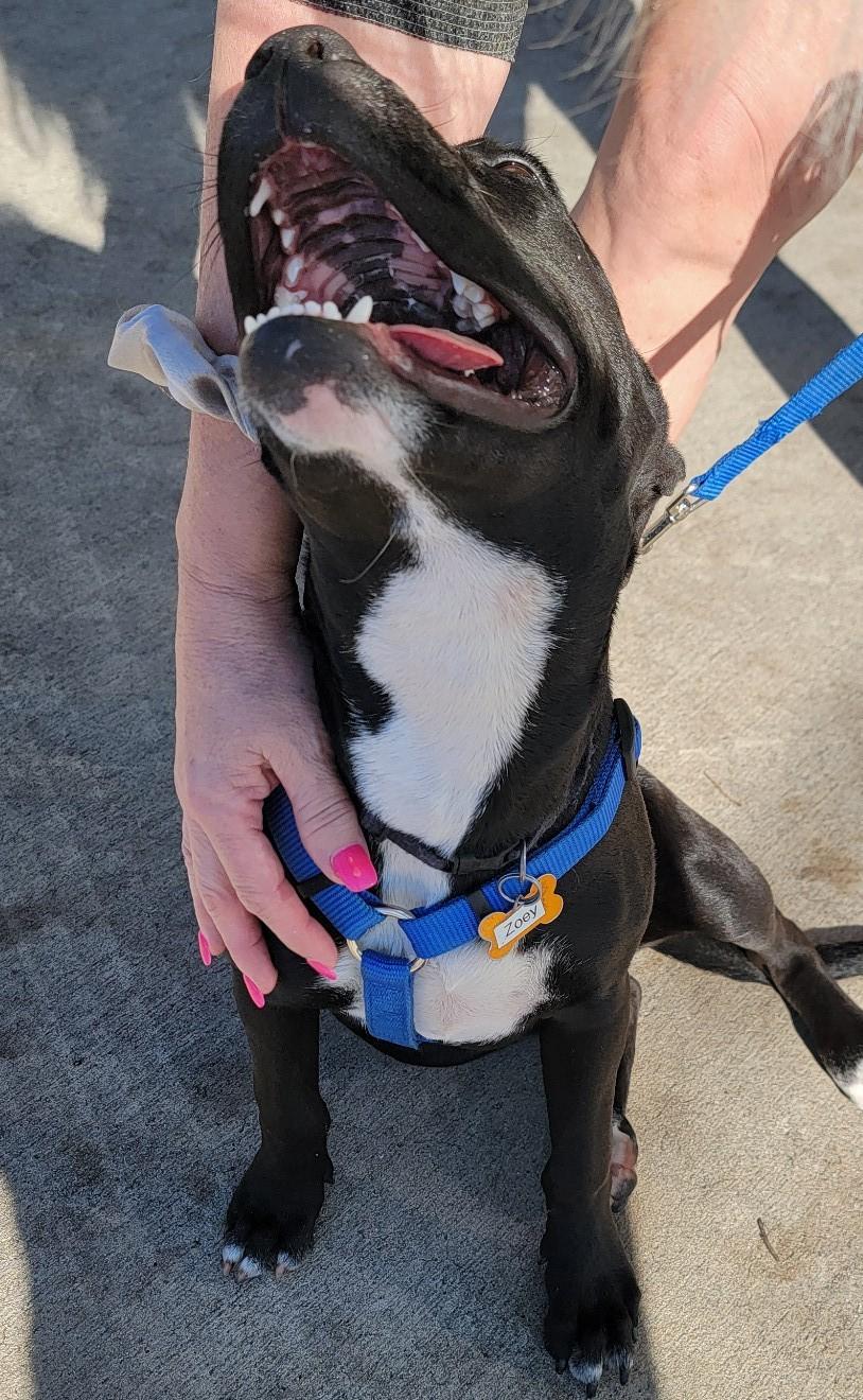 ZOE, a Adoptable mixed breed in fort worth, TX image 6/6