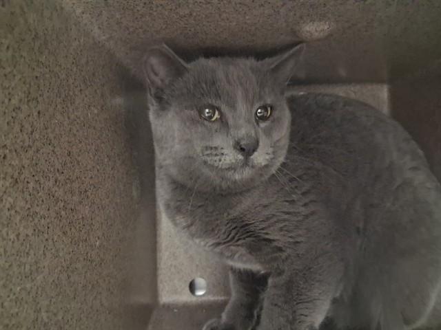 JACK FROST IN THE BARN, Adoptable, Young Male Domestic Short Hair.