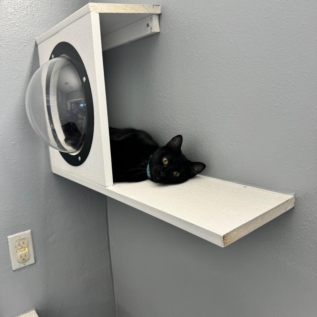 Duwana KC, Adoptable, Young Female Domestic Short Hair.