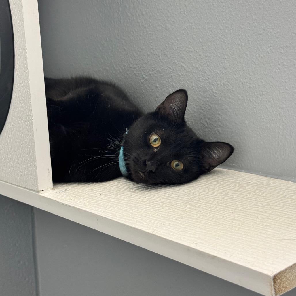 Enlarge Duwana KC, a Adoptable Domestic Short Hair in Union, MO image 2/6