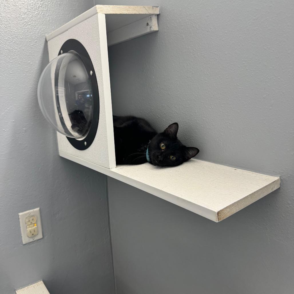 Enlarge Duwana KC, a Adoptable Domestic Short Hair in Union, MO image 3/6