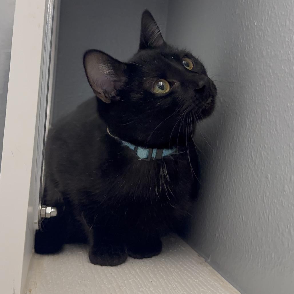 Enlarge Duwana KC, a Adoptable Domestic Short Hair in Union, MO image 4/6