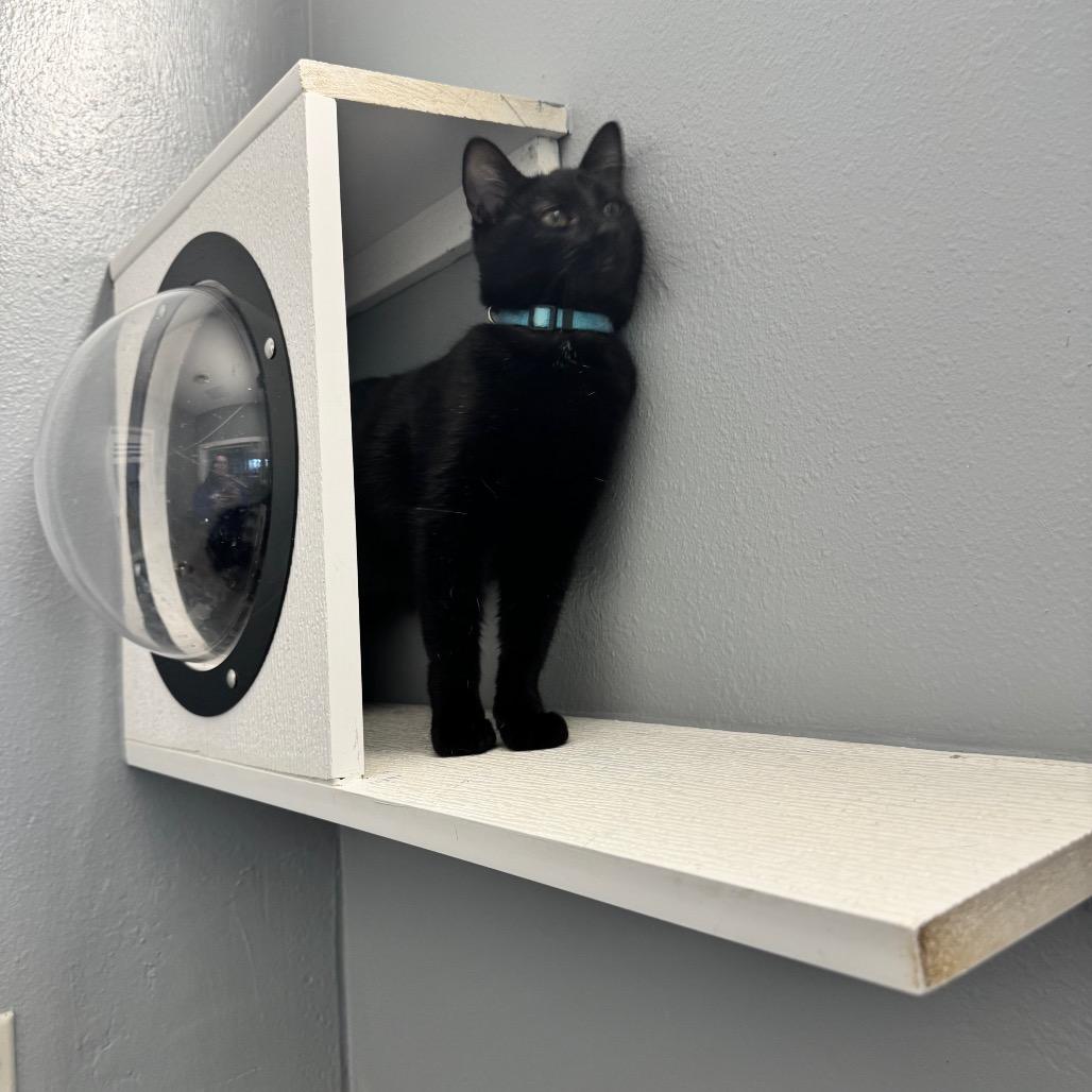 Enlarge Duwana KC, a Adoptable Domestic Short Hair in Union, MO image 6/6