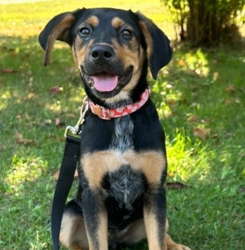 Tova, ADOPTABLE, Puppy Female Coonhound.