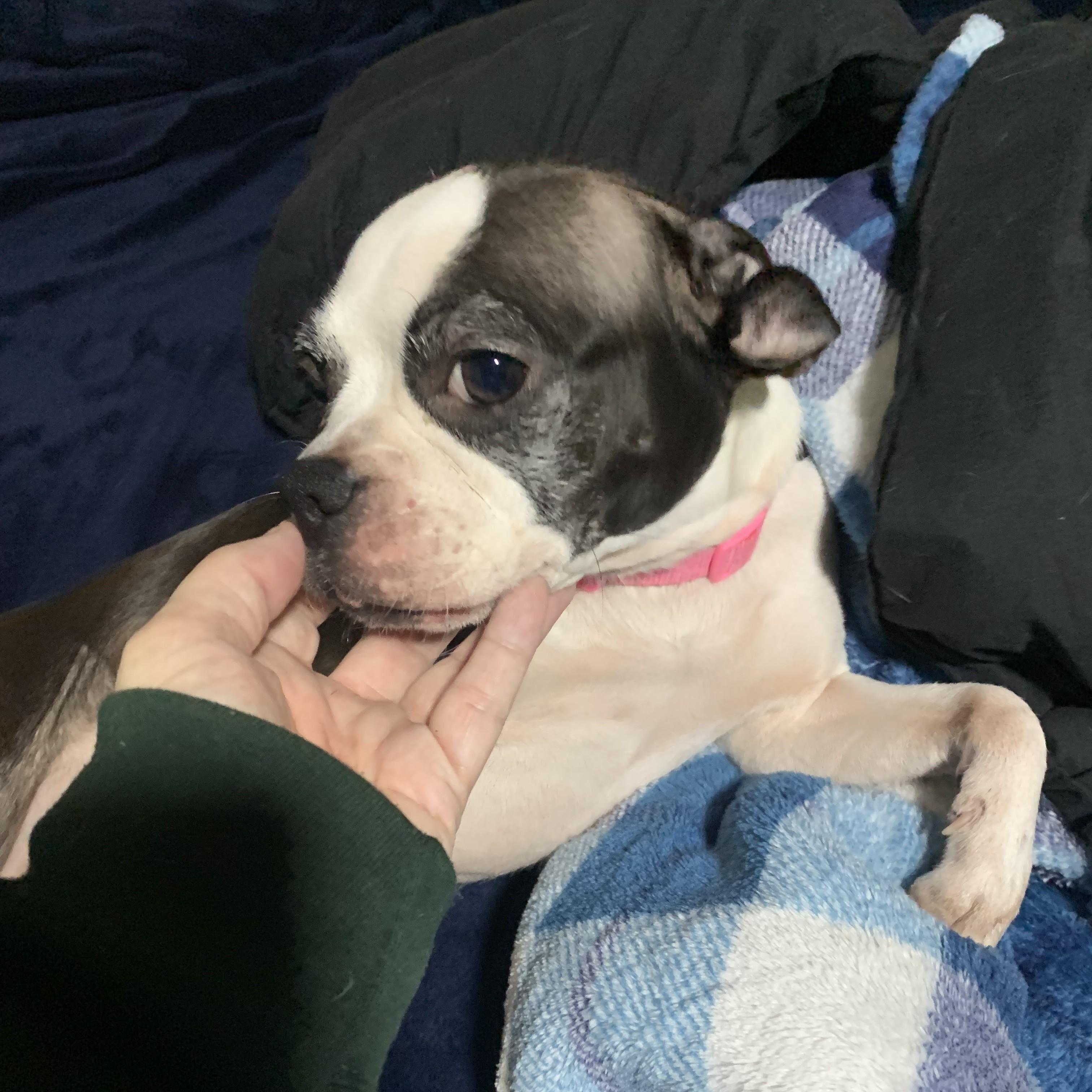 Kallie May Courtesy Listing, adopted, Adult Female Boston Terrier & Pug.