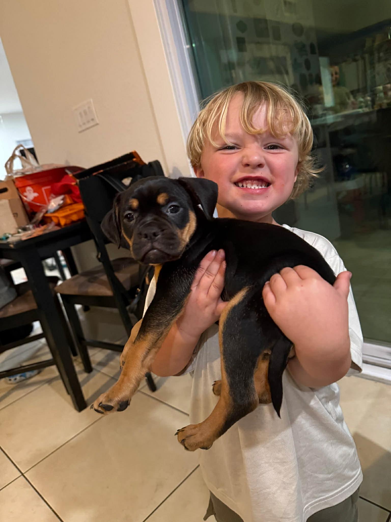 Enlarge Rea, a Adopted mixed breed in New Port Richey, FL image 1/3