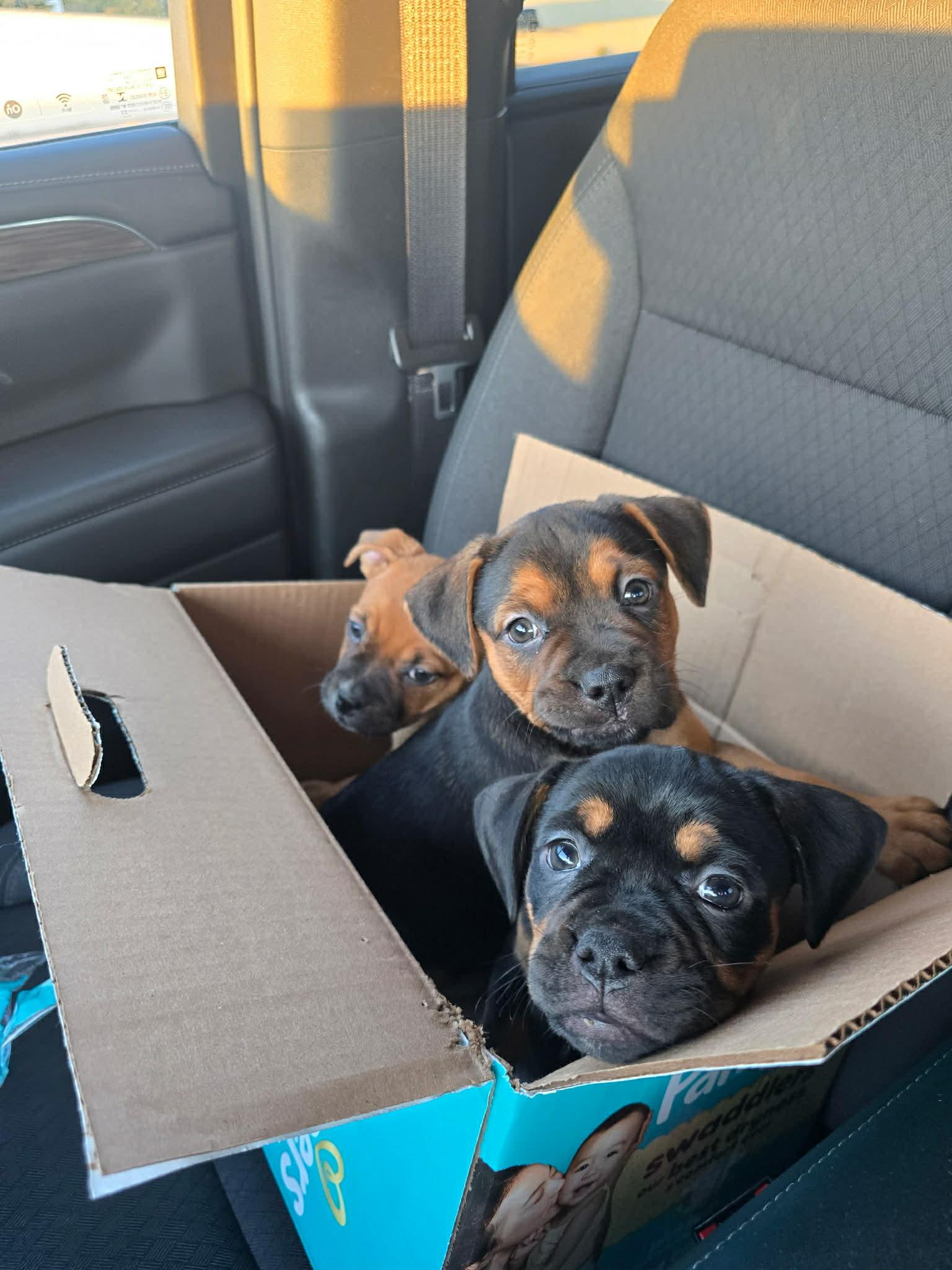 Rea, Adopted, Puppy Female Rottweiler & Pit Bull Terrier.