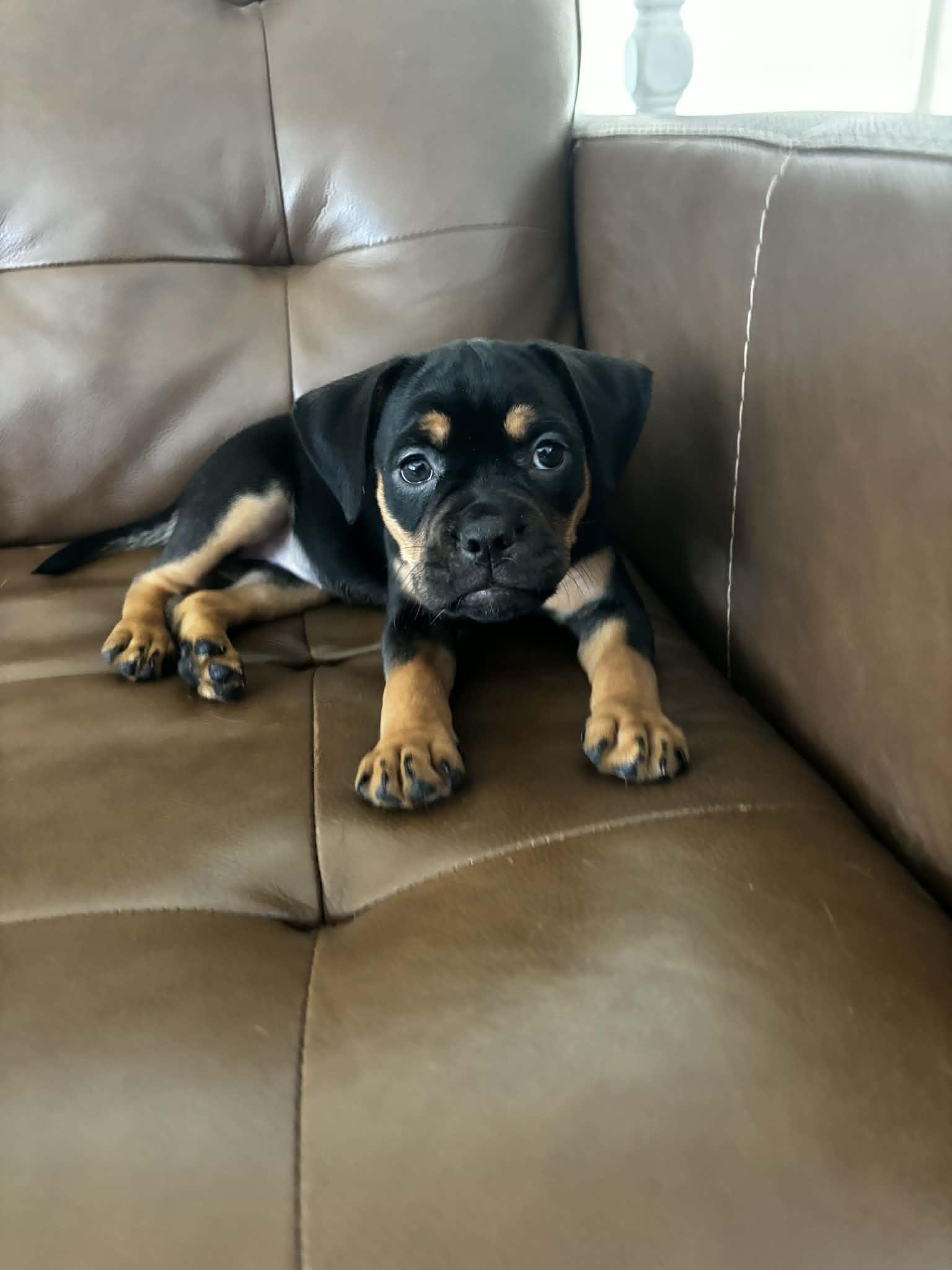 Enlarge Rea, a Adopted mixed breed in New Port Richey, FL image 3/3