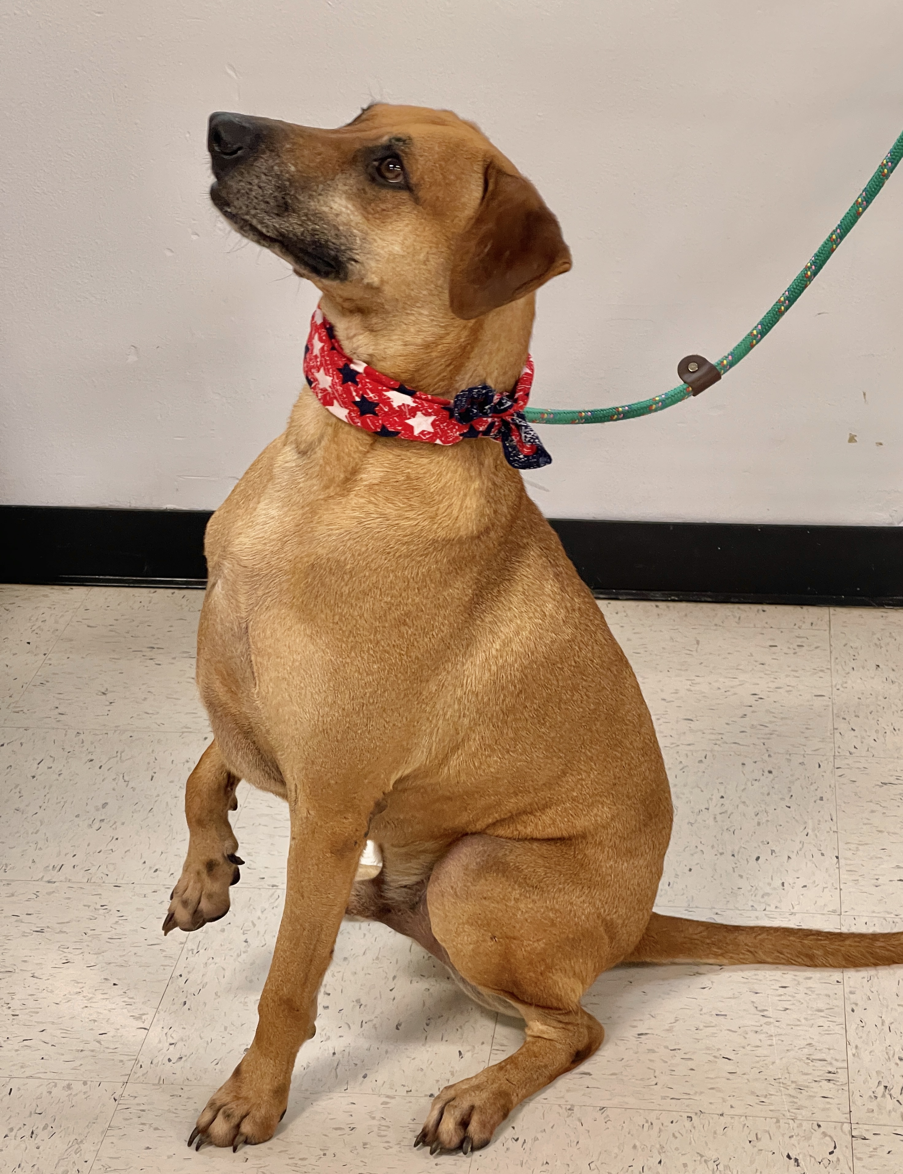 Enlarge BENSON- endearing fellow!, a Adoptable mixed breed in Brattleboro, VT image 2/6