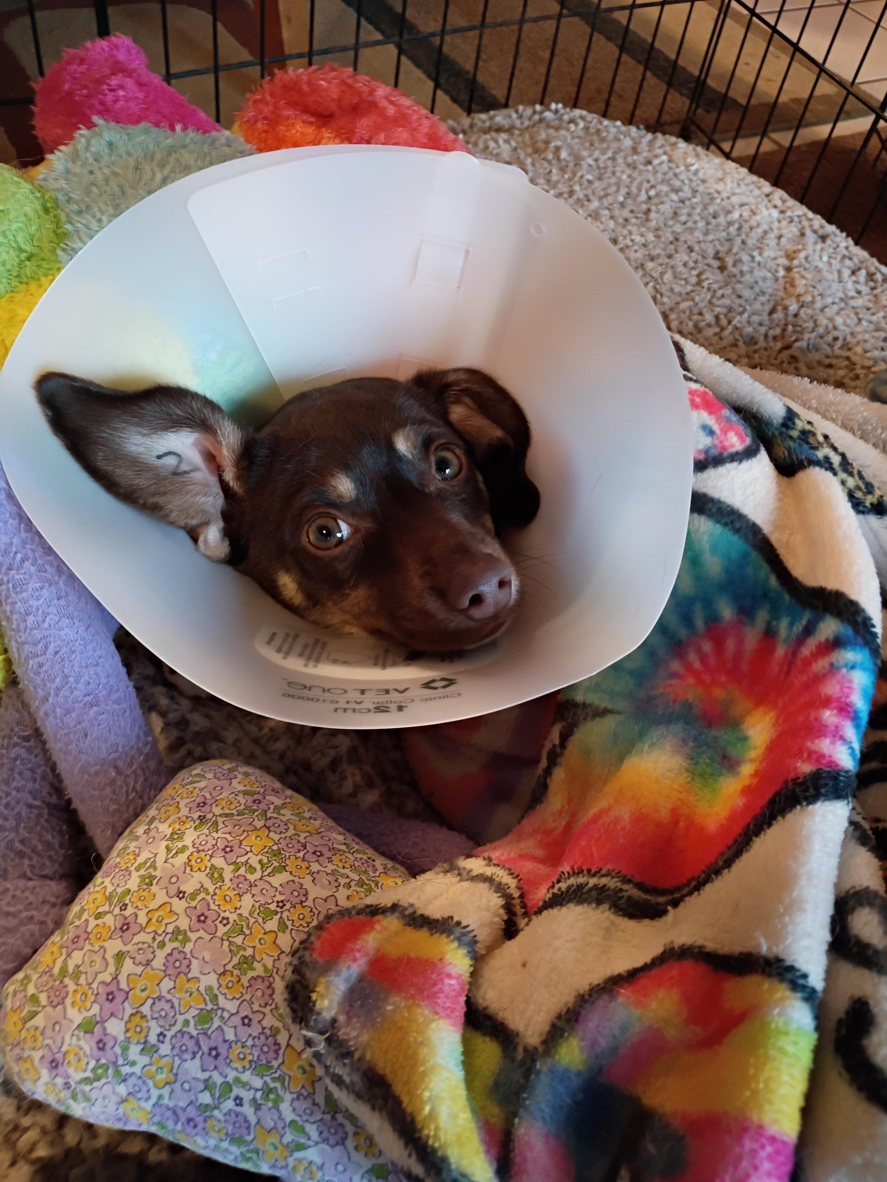 Enlarge Coco, a ADOPTABLE mixed breed in Santa Cruz, CA image 4/6