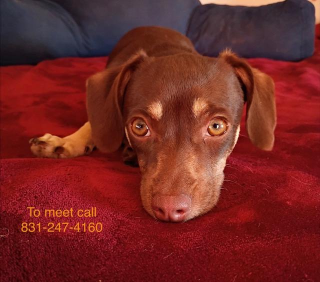 Enlarge Coco, a ADOPTABLE mixed breed in Santa Cruz, CA image 2/6