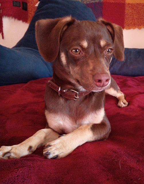 Enlarge Coco, a ADOPTABLE mixed breed in Santa Cruz, CA image 6/6