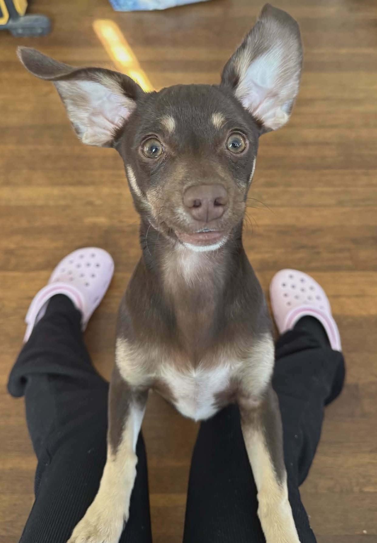 Enlarge Coco, a ADOPTABLE mixed breed in Santa Cruz, CA image 3/6