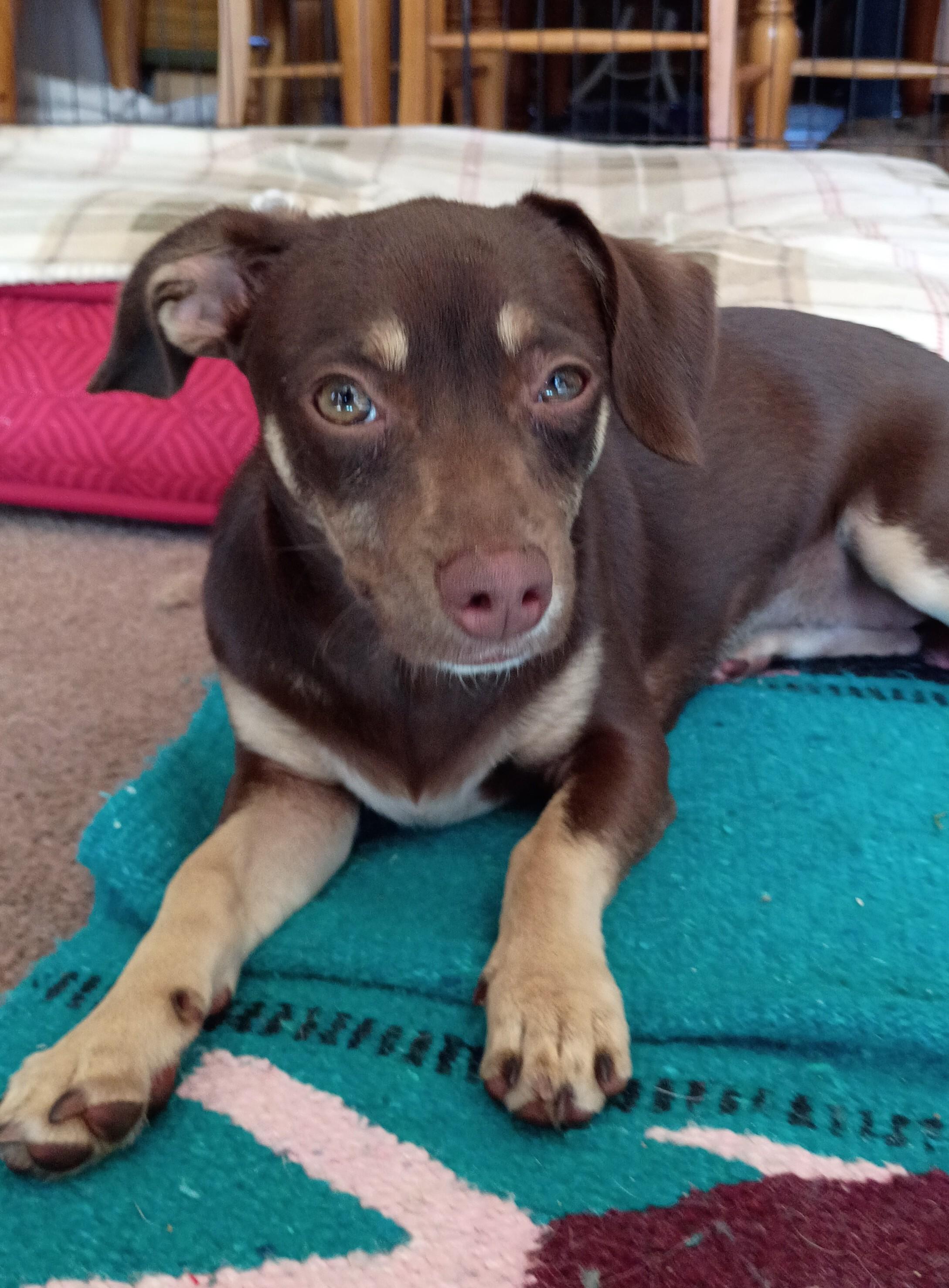 Enlarge Coco, a ADOPTABLE mixed breed in Santa Cruz, CA image 5/6