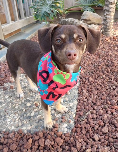 Coco, ADOPTABLE, Young Female Dachshund.