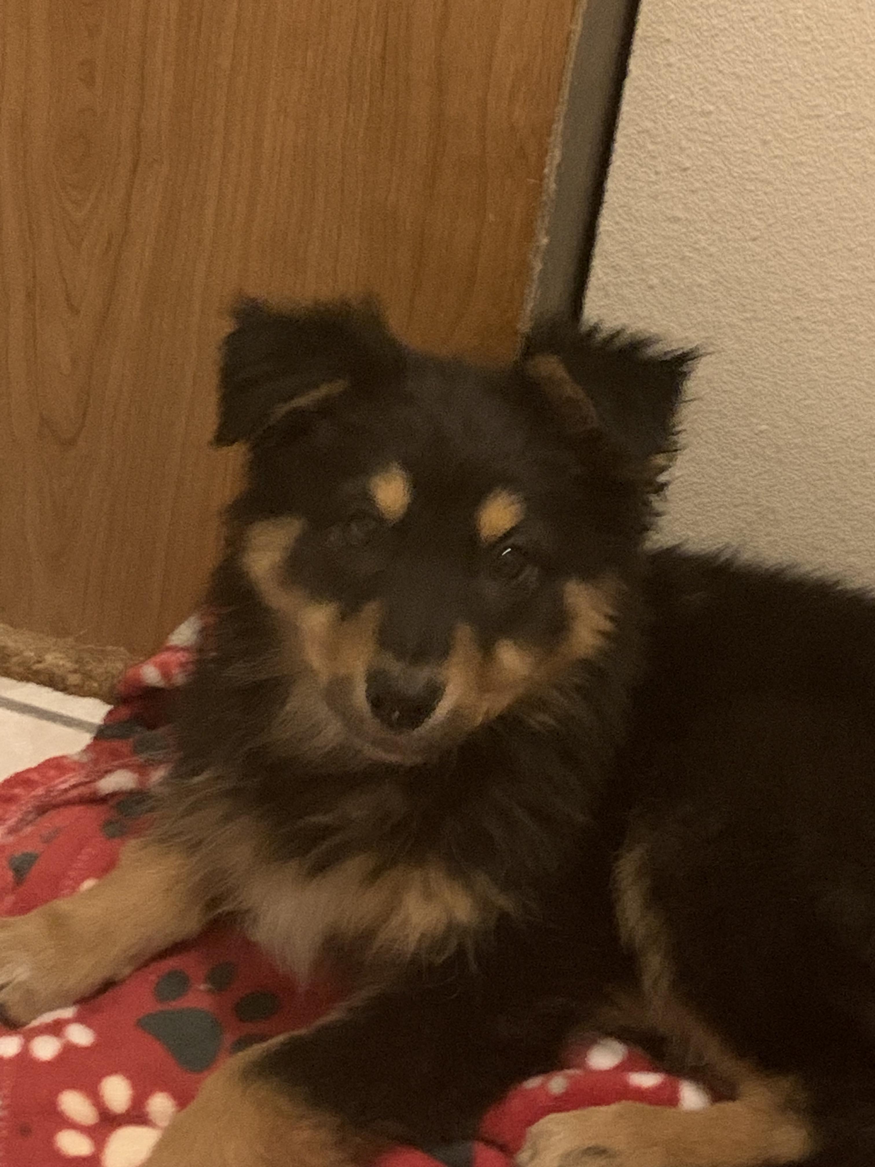 Enlarge Bonnie (Austin), a Adoptable mixed breed in Austin, TX image 2/5