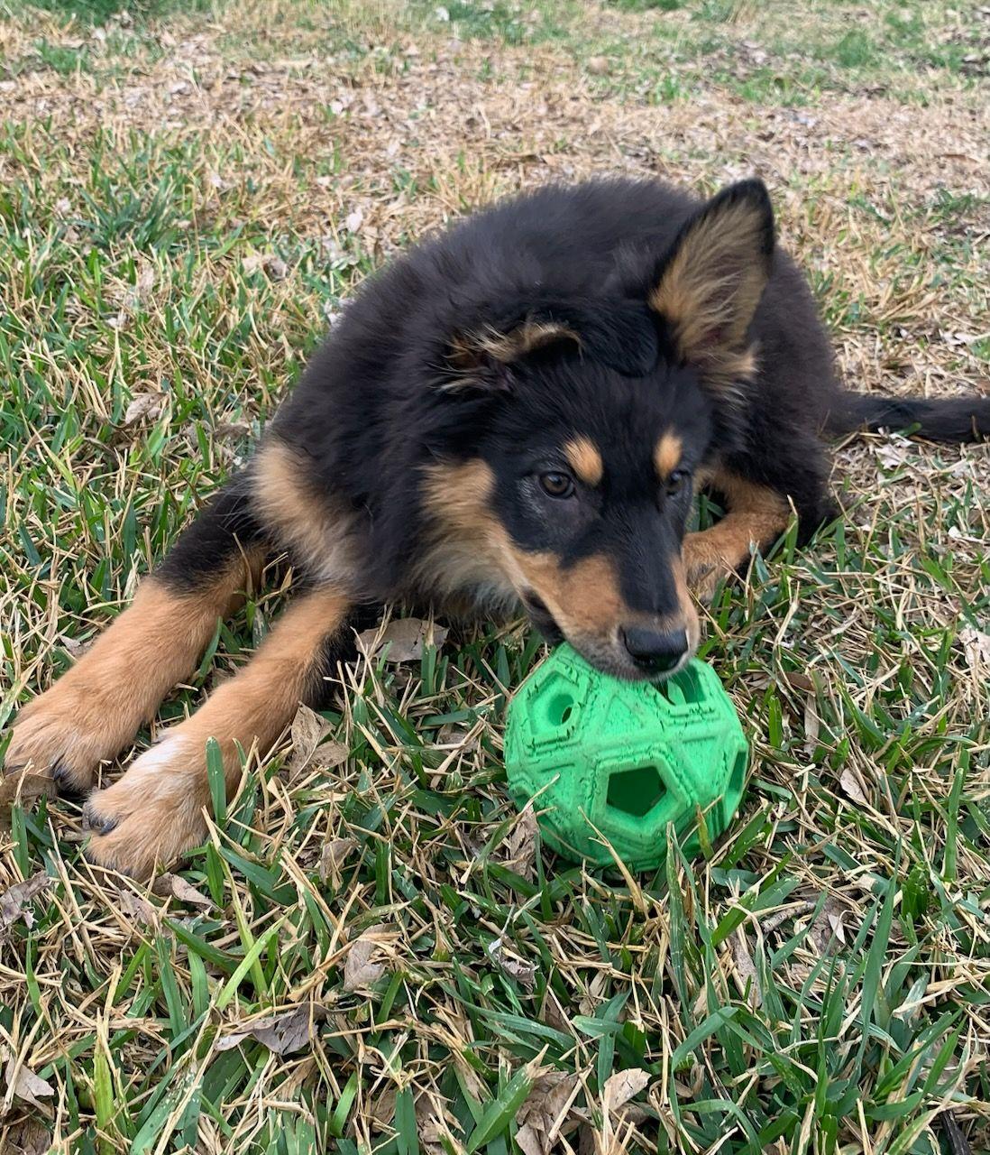 Enlarge Bonnie (Austin), a Adoptable mixed breed in Austin, TX image 1/5