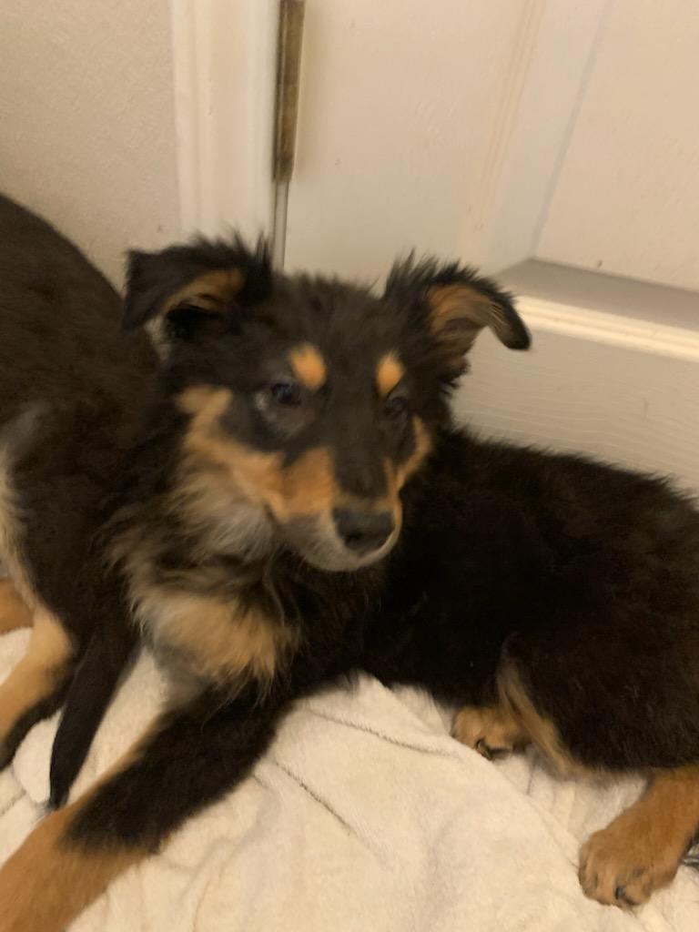 Enlarge Bonnie (Austin), a Adoptable mixed breed in Austin, TX image 4/5