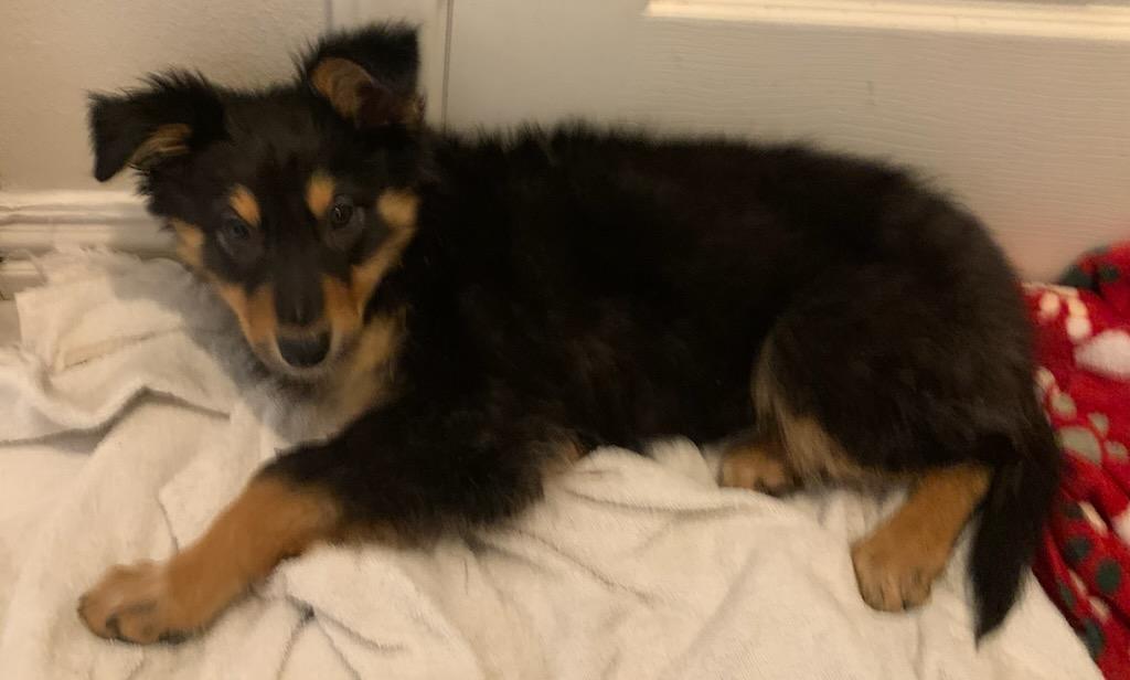 Enlarge Bonnie (Austin), a Adoptable mixed breed in Austin, TX image 5/5