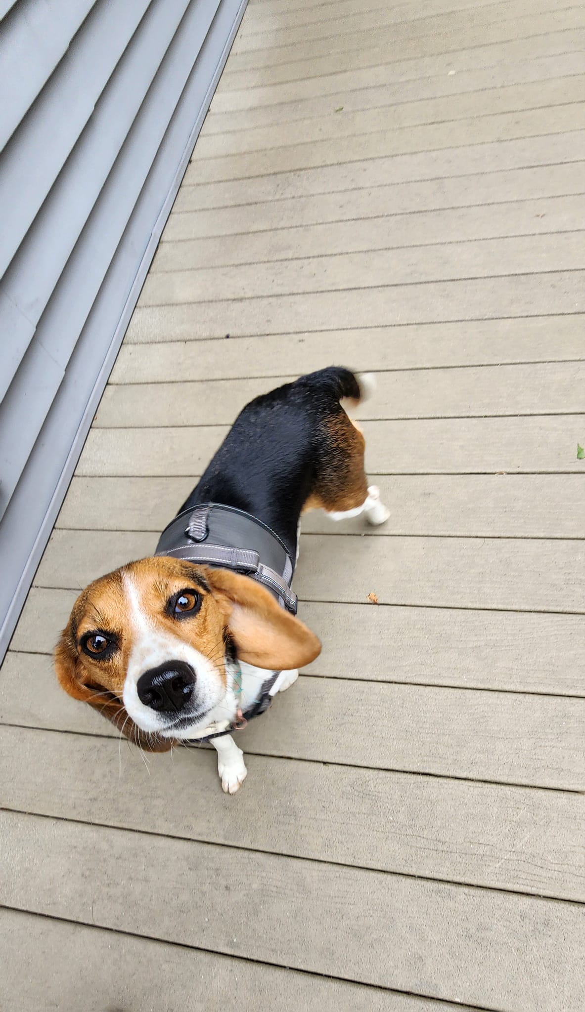 Ginny, Adopted, Adult Female Beagle.