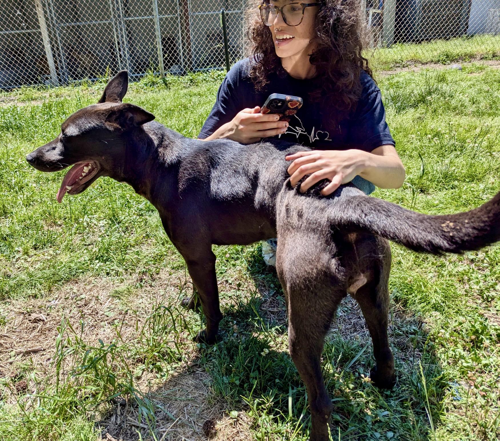 Enlarge Chocolate, an adopted mixed breed in Petersburg, VA image 6/6