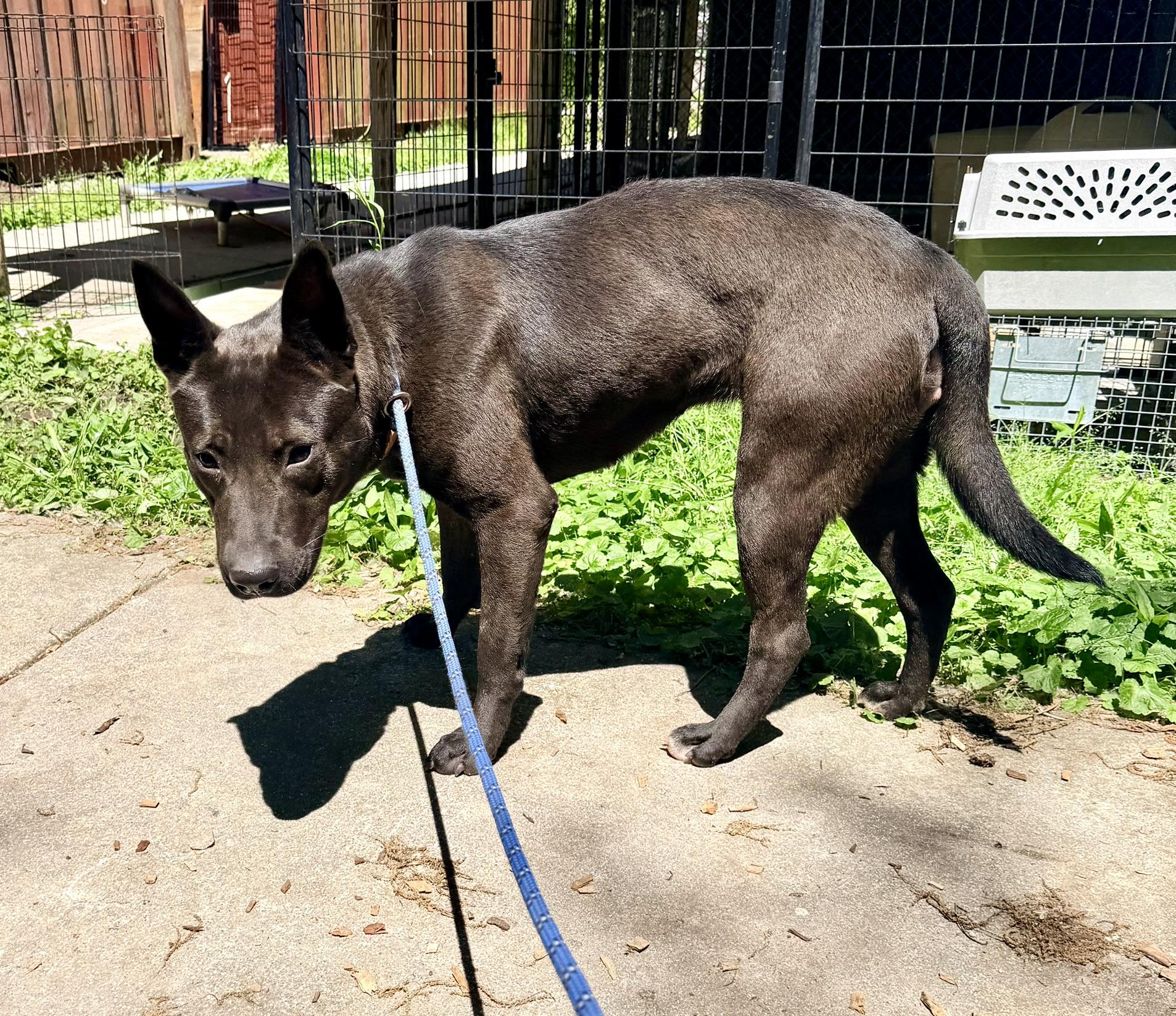 Enlarge Chocolate, an adopted mixed breed in Petersburg, VA image 2/6