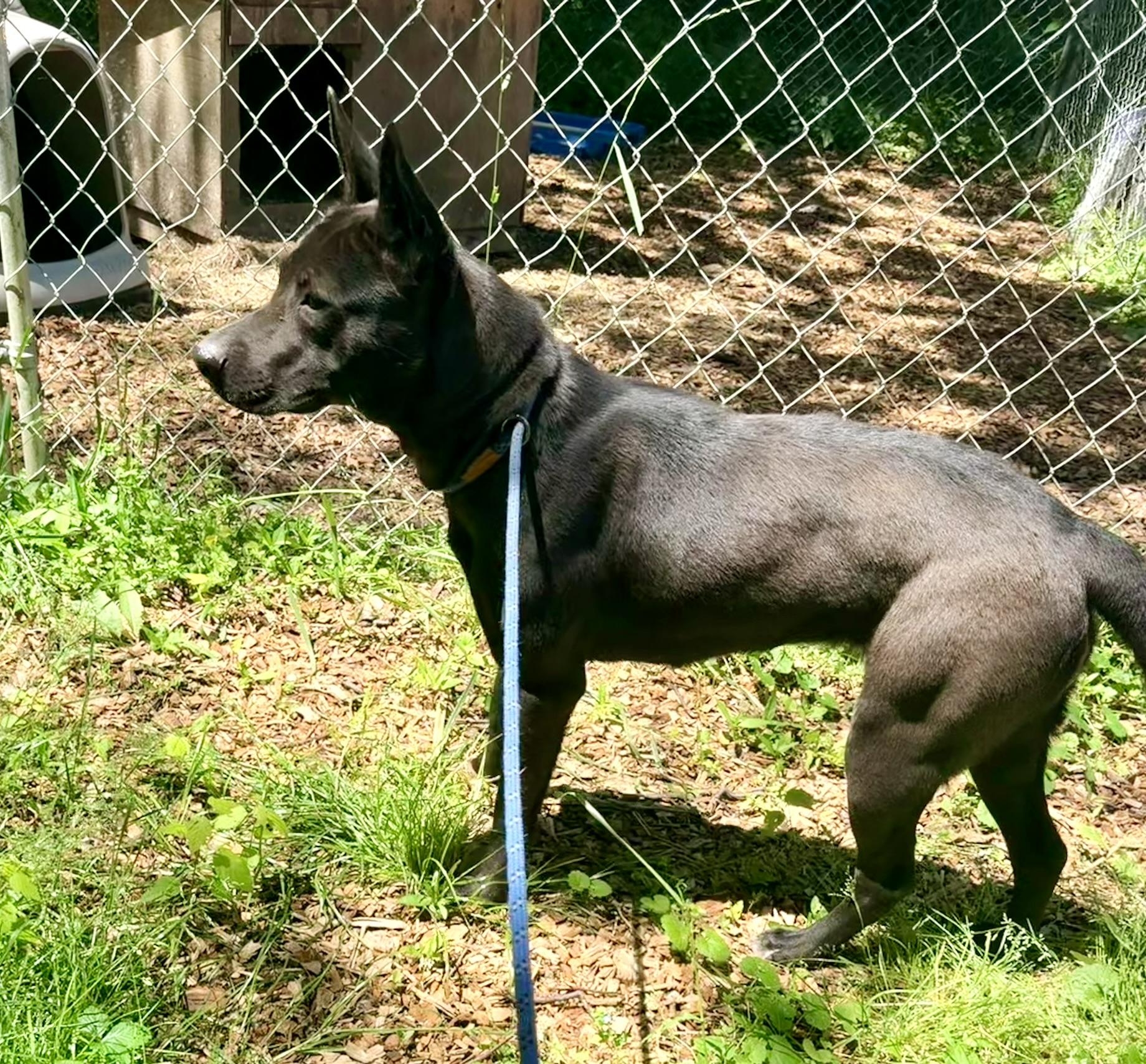 Enlarge Chocolate, an adopted mixed breed in Petersburg, VA image 3/6