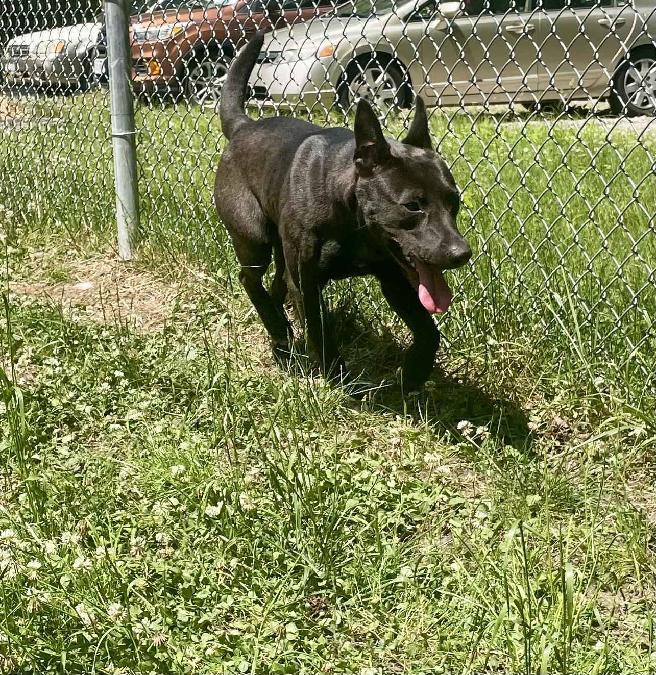 Chocolate, adopted, Young Female Shepherd.