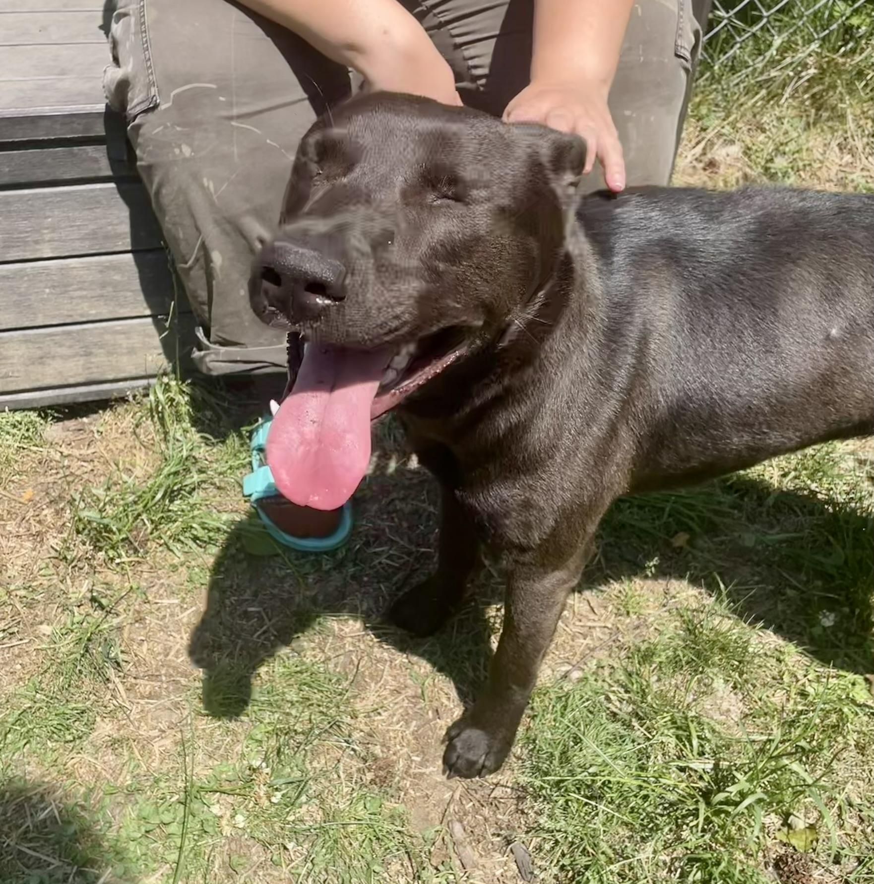 Enlarge Chocolate, an adopted mixed breed in Petersburg, VA image 4/6